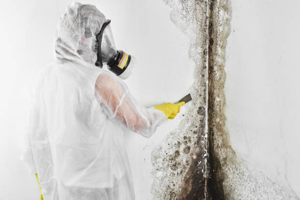 Best Residential Mold Removal  in North Bend, NE