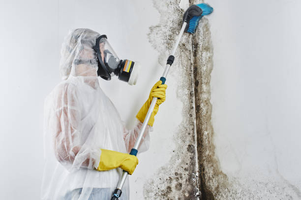 Best Attic Mold Removal  in North Bend, NE