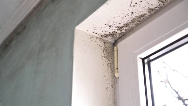 Mold Removal Process in North Bend, NE