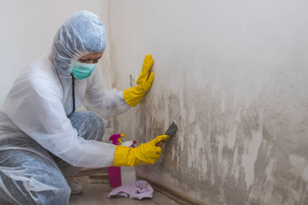 Mold Testing and Removal in North Bend, NE