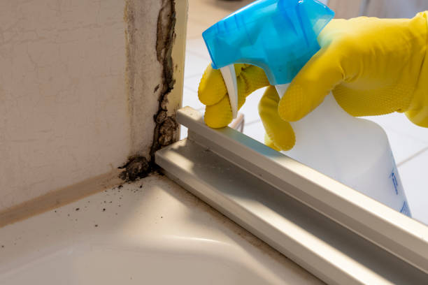 Best Home Mold Removal  in North Bend, NE