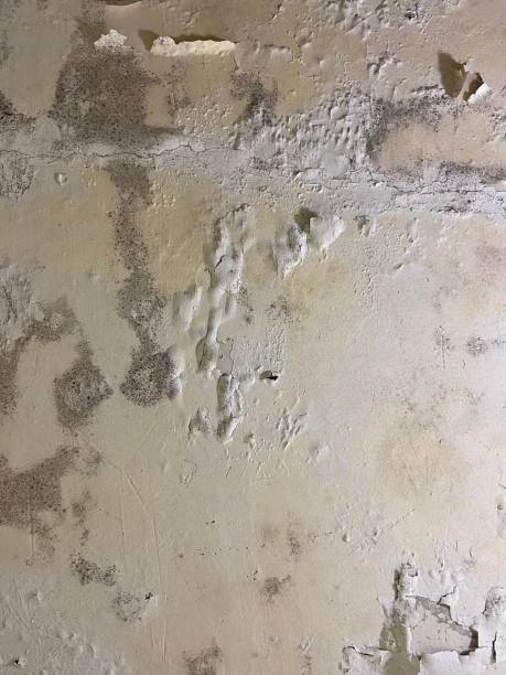 Best Mold Removal Process  in North Bend, NE