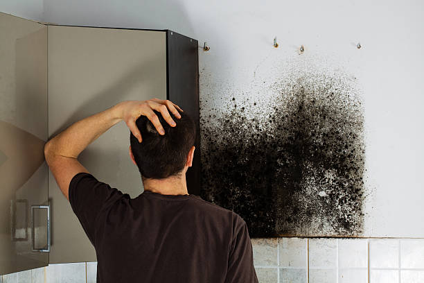 Best Certified Mold Removal  in North Bend, NE