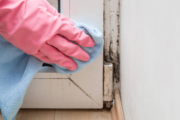 Best Mold Cleaning Services  in North Bend, NE
