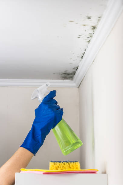 Best Local Mold Removal Service  in North Bend, NE